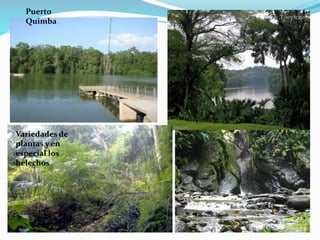 Puerto
Quimba
Variedades de
plantas y en
especial los
helechos
 