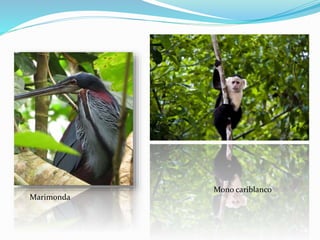 Marimonda
Mono cariblanco
 