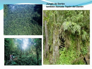 Jungla de Darién
también llamada Tapón del Darién
 