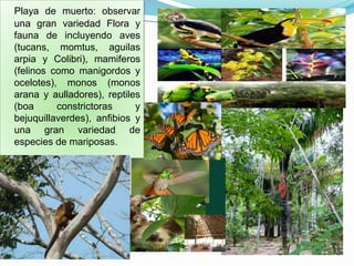 Playa de muerto: observar
una gran variedad Flora y
fauna de incluyendo aves
(tucans, momtus, aguilas
arpia y Colibri), mamiferos
(felinos como manigordos y
ocelotes), monos (monos
arana y aulladores), reptiles
(boa constrictoras y
bejuquillaverdes), anfibios y
una gran variedad de
especies de mariposas.
 