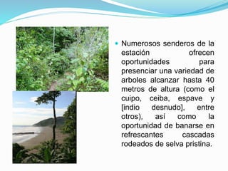  Numerosos senderos de la
estación ofrecen
oportunidades para
presenciar una variedad de
arboles alcanzar hasta 40
metros de altura (como el
cuipo, ceiba, espave y
[indio desnudo], entre
otros), así como la
oportunidad de banarse en
refrescantes cascadas
rodeados de selva pristina.
 