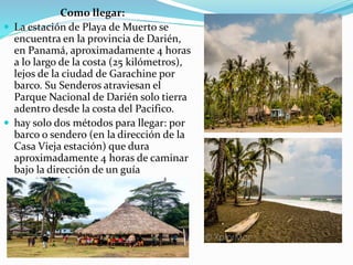 Como llegar:
 La estación de Playa de Muerto se
encuentra en la provincia de Darién,
en Panamá, aproximadamente 4 horas
a lo largo de la costa (25 kilómetros),
lejos de la ciudad de Garachine por
barco. Su Senderos atraviesan el
Parque Nacional de Darién solo tierra
adentro desde la costa del Pacifico.
 hay solo dos métodos para llegar: por
barco o sendero (en la dirección de la
Casa Vieja estación) que dura
aproximadamente 4 horas de caminar
bajo la dirección de un guía
especializado.
 