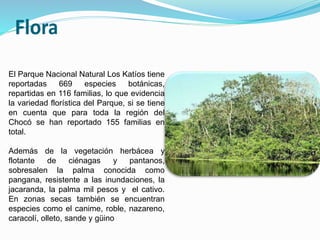 El Parque Nacional Natural Los Katíos tiene
reportadas 669 especies botánicas,
repartidas en 116 familias, lo que evidencia
la variedad florística del Parque, si se tiene
en cuenta que para toda la región del
Chocó se han reportado 155 familias en
total.
Además de la vegetación herbácea y
flotante de ciénagas y pantanos,
sobresalen la palma conocida como
pangana, resistente a las inundaciones, la
jacaranda, la palma mil pesos y el cativo.
En zonas secas también se encuentran
especies como el canime, roble, nazareno,
caracolí, olleto, sande y güino
El Parque Nacional Natural Los Katíos tiene
reportadas 669 especies botánicas,
repartidas en 116 familias, lo que evidencia
la variedad florística del Parque, si se tiene
en cuenta que para toda la región del
Chocó se han reportado 155 familias en
total.
Además de la vegetación herbácea y
flotante de ciénagas y pantanos,
sobresalen la palma conocida como
pangana, resistente a las inundaciones, la
jacaranda, la palma mil pesos y el cativo.
En zonas secas también se encuentran
especies como el canime, roble, nazareno,
caracolí, olleto, sande y güino
 