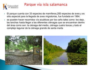 Parque vía isla salamanca
 El parque cuenta con 33 especies de mamiferos,200 especies de aves y es
sitio especial para la llegada de aves migratorias, fue fundada en 1964.
 se pueden hacer recorridos vía acuáticos por los caño tales como: los dejo,
las lanchas hasta llegar a las diferentes ciénagas que se encuentran dentro
del área como son: la ciénaga del medio, ciénaga cuatro bocas y todo el
complejo lagunar de la ciénaga grande de santa marta
 