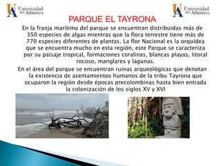 PARQUE EL TAYRONA
En la franja marítima del parque se encuentran distribuidas más de
350 especies de algas mientras que la flora terrestre tiene más de
770 especies diferentes de plantas. La flor Nacional es la orquídea
que se encuentra mucho en esta región, este Parque se caracteriza
por su paisaje tropical, formaciones coralinas, blancas playas, litoral
rocoso, manglares y lagunas.
En el área del parque se encuentran ruinas arqueológicas que denotan
la existencia de asentamientos humanos de la tribu Tayrona que
ocuparon la región desde épocas precolombinas hasta bien entrada
la colonización de los siglos XV y XVI
 