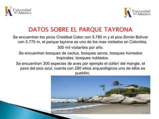 DATOS SOBRE EL PARQUE TAYRONA
Se encuentran los picos Cristóbal Colon con 5.780 m y el pico Simón Bolívar
con 5.775 m, el parque tayrona es uno de los mas visitados en Colombia,
300 mil visitantes por año.
Se encuentran bosques de cactus, bosques secos, bosques húmedos
tropicales, bosques nublados.
Se encuentran 300 especies de aves por ejemplo el colibrí del mangle, el
pavo del pico azul, cuenta con 280 sitios arqueológicos uno de ellos es
pueblito.
 