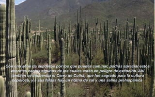 Jardín Botánico Helías Bravo
Ubicado dentro de la Reserva de la Biósfera Tehuacán-Cuicatlán, este
jardín cuenta con una impresionante variedad de cactáceas en su
entorno natural
Con una serie de senderos por los que puedes caminar, podrás apreciar estos
enormes cactus algunos de los cuales están en peligro de extinción. Ahí
también se encuentra el Cerro de Cuthá, que fue sagrado para la cultura
popoloca, y a sus faldas hay un horno de cal y una salina prehispánica.
 
