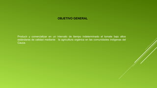    OBJETIVO GENERAL

Producir  y  comercializar  en  un  intervalo  de  tiempo  indeterminado  el  tomate  bajo  altos 
estándares de calidad mediante   la agricultura orgánica en las comunidades indígenas del 
Cauca. 

 