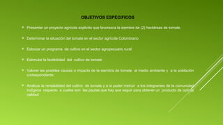 OBJETIVOS ESPECIFICOS


Presentar un proyecto agrícola explicito que favorezca la siembre de (2) hectáreas de tomate.

 


Determinar la situación del tomate en el sector agrícola Colombiano

 


Esbozar un programa  de cultivo en el sector agropecuario rural 

 


Estimular la factibilidad  del  cultivo de tomate 

 


Valorar las posibles causas o impacto de la siembra de tomate  al medio ambiente y  a la población 
correspondiente.

 


Analizar la rentabilidad del cultivo  de tomate y a si poder instruir  a los integrantes de la comunidad 
indígena  respecto  a cuales son  las pautas que hay que seguir para obtener un  producto de optima 
calidad 

 