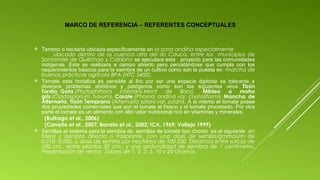 MARCO DE REFERENCIA – REFERENTES CONCEPTUALES

Terreno o hectaria ubicada específicamente en la zona andina especialmente
ubicado dentro de la cuenca alta del río Cauca, entre los municipios de
Santander de Quilichao y Caldono se ejecutara este proyecto para las comunidades
indígenas .Este se realizara a campo abierto pero percatándose que cumpla con los
requerimientos básicos para la siembra de un cultivo como son la puesta en marcha de
buenas prácticas agrícola BPA (NTC 5400).
 Tomate esta hortaliza es sensible al frio por ser una especie diploide es tolerante a
diversos problemas abióticos y patógenos como son los siguientes virus Tizón
Tardío, Gota (Phytophthora infestans Mont
de
Bary),
Mildeo
o moho
gris (Cladosporium fulvum), Carate (Phoma andina var. crystaliformis Mancha de
Alternaria. Tizón Temprano (Alternaria solani var. solani). A si mismo el tomate posee
dos propiedades comerciales que son el tomate al fresco y el tomate procesado. Por otra
parte el tomate es un alimento con alto valor nutricional rico en vitaminas y minerales .
(Buitrago et al., 2006)
(Carreño et al., 2007; Barreto et al., 2002; ICA, 1969; Vallejo 1999)
 Semillas el sistema para la siembra de semillas de tomate tipo chonto es el siguiente en
hilera y siembra directa o trasplante, con una dosis de semilla/gramos/m 2 de
0.010- 0.020, o dosis de semilla por hectárea de 100-250. Distancia entre surcos de
100 cm., entre plantas 50 cm., y una profundidad de siembra de 1 centímetro.
Presentación de venta:  Sobres de 1, 2, 3, 5, 10 y 20 Gramos.


 