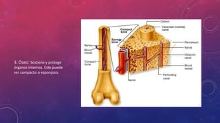 3. Óseo: Sostiene y protege
órganos internos. Este puede
ser compacto o esponjoso.
 