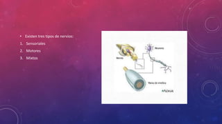 • Existen tres tipos de nervios:
1. Sensoriales
2. Motores
3. Mixtos
 