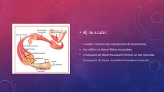 • B) muscular:
• Función: Contracción y producción de movimiento.
• Sus células se llaman fibras musculares.
• El conjunto de fibras musculares forman un haz muscular.
• El conjunto de haces musculares forman un músculo.
 