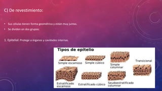 C) De revestimiento:
• Sus células tienen forma geométrica y están muy juntas.
• Se dividen en dos grupos:
1. Epitelial: Protege a órganos y cavidades internas.
 