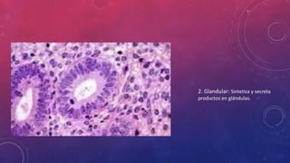 2. Glandular: Sintetiza y secreta
productos en glándulas.
 