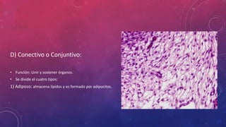D) Conectivo o Conjuntivo:
• Función: Unir y sostener órganos.
• Se divide el cuatro tipos:
1) Adiposo: almacena lípidos y es formado por adipocitos.
 