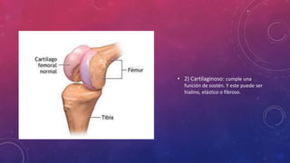 • 2) Cartilaginoso: cumple una
función de sostén. Y este puede ser
hialino, elástico o fibroso.
 