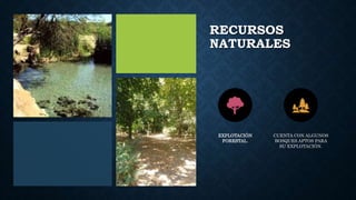 RECURSOS
NATURALES
EXPLOTACIÓN
FORESTAL.
CUENTA CON ALGUNOS
BOSQUES APTOS PARA
SU EXPLOTACIÓN.
 