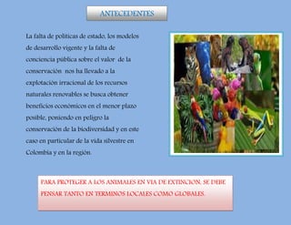 La falta de políticas de estado, los modelos
de desarrollo vigente y la falta de
conciencia pública sobre el valor de la
conservación nos ha llevado a la
explotación irracional de los recursos
naturales renovables se busca obtener
beneficios económicos en el menor plazo
posible, poniendo en peligro la
conservación de la biodiversidad y en este
caso en particular de la vida silvestre en
Colombia y en la región.
ANTECEDENTES
PARA PROTEGER A LOS ANIMALES EN VIA DE EXTINCION, SE DEBE
PENSAR TANTO EN TERMINOS LOCALES COMO GLOBALES.
 