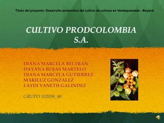 CULTIVO PRODCOLOMBIA
S.A.
DIANA MARCELA BELTRAN
DAYANA ROJAS MARTELO
DIANA MARCELA GUTIERREZ
MARILUZ GONZALEZ
LAYDI YANETH GALINDEZ
GRUPO 102058_48
Título del proyecto: Desarrollo productivo del cultivo de uchuva en Ventaquemada - Boyacá
 