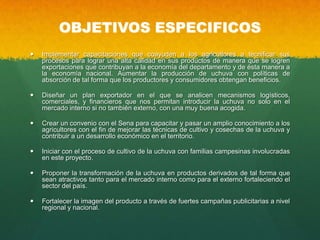 OBJETIVOS ESPECIFICOS
 Implementar capacitaciones que coayuden a los agricultores a tecnificar sus
procesos para lograr una alta calidad en sus productos de manera que se logren
exportaciones que contribuyan a la economía del departamento y de ésta manera a
la economía nacional. Aumentar la producción de uchuva con políticas de
absorción de tal forma que los productores y consumidores obtengan beneficios.
 Diseñar un plan exportador en el que se analicen mecanismos logísticos,
comerciales, y financieros que nos permitan introducir la uchuva no solo en el
mercado interno si no también externo, con una muy buena acogida.
 Crear un convenio con el Sena para capacitar y pasar un amplio conocimiento a los
agricultores con el fin de mejorar las técnicas de cultivo y cosechas de la uchuva y
contribuir a un desarrollo económico en el territorio.
 Iniciar con el proceso de cultivo de la uchuva con familias campesinas involucradas
en este proyecto.
 Proponer la transformación de la uchuva en productos derivados de tal forma que
sean atractivos tanto para el mercado interno como para el externo fortaleciendo el
sector del país.
 Fortalecer la imagen del producto a través de fuertes campañas publicitarias a nivel
regional y nacional.
 