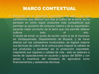 MARCO CONTEXTUAL
 Pensando en el desarrollo económica del país y de sus
campesinos que dedican sus días al cultivo de la tierra, se ha
pensado en cómo lograr productos más competitivos que
permitan su aumento del consumo interno y de su exportación,
sacando mejor provecho de la tierra que nos permite obtener
cultivos todo el año,
A través de tomar un punto de acción como lo es el municipio
de Ventaquemada, Departamento de Boyacá, y de hacer
alianza con los campesinos involucrados, se lograra mejorar
sus técnicas de cultivo de la uchuva para mejorar la calidad de
sus productos y aumentar así la producción exportable,
mejorando sus ingresos y calidad de vida , esto se realizara a
través de capacitaciones en acuerdo y apoyo del SENA y con
apoyo e incentivos del ministerio de agricultura como
financiamientos y asistencias técnicas.
 