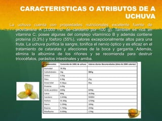 CARACTERISTICAS O ATRIBUTOS DE A
UCHUVA
La uchuva cuenta con propiedades nutricionales excelente fuente de
provitamina A (3.000 I.U. de caroteno por 100 g). También es rica en
vitamina C, posee algunas del complejo vitamínico B y además contiene
proteína (0,3%) y fósforo (55%), valores excepcionalmente altos para una
fruta. La uchuva purifica la sangre, tonifica el nervio óptico y es eficaz en el
tratamiento de cataratas y afecciones de la boca y garganta. Además,
elimina la albúmina de los riñones y se recomienda para destruir
tricocéfalos, parásitos intestinales y amiba.
 