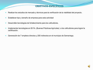 OBJETIVOS ESPECÍFICOS
 Realizar los estudios de mercado y técnicos para la verificación de la viabilidad del proyecto.
 Establecer tipo y tamaño de empresa para esta actividad
 Desarrollar tecnologías de fortalecimiento para los caficultores.
 Implementar tecnologías en B.P.A. (Buenas Prácticas Agrícolas) a los caficultores para lograr la
certificación.
 Generación de 7 empleos directos y 200 indirectos en el municipio de Samaniego.
 