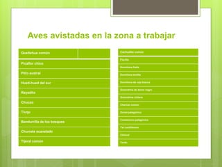 Aves avistadas en la zona a trabajar
Queltehue común
Picaflor chico
Pitío austral
Hued-hued del sur
Rayadito
Chucao
Tiuqu
Bandurrilla de los bosques
Churrete acanelado
Tijeral común
Cachudito común
Fío-fío
Dormilona fraile
Dormilona tontita
Dormilona de ceja blanca
Golondrina de dorso negro
Golondrina chilena
Chercán común
Zorzal patagónico
Cometocino patagónico
Yal cordillerano
Chincol
Tordo
 