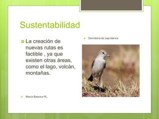 Sustentabilidad
 La creación de
nuevas rutas es
factible , ya que
existen otras áreas,
como el lago, volcán,
montañas.
 Marco Bascour R.
 Dormilona de ceja blanca
 