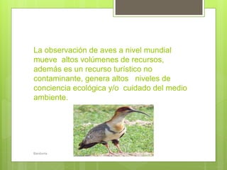 La observación de aves a nivel mundial
mueve altos volúmenes de recursos,
además es un recurso turístico no
contaminante, genera altos niveles de
conciencia ecológica y/o cuidado del medio
ambiente.
Bandurria
 