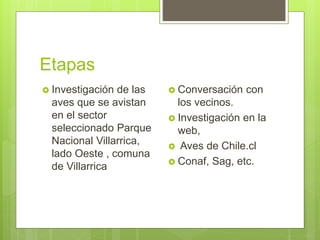 Etapas
 Investigación de las
aves que se avistan
en el sector
seleccionado Parque
Nacional Villarrica,
lado Oeste , comuna
de Villarrica
 Conversación con
los vecinos.
 Investigación en la
web,
 Aves de Chile.cl
 Conaf, Sag, etc.
 