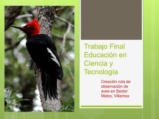 Trabajo Final
Educación en
Ciencia y
Tecnología
Creación ruta de
observación de
aves en Sector
Molco, Villarrica
 
