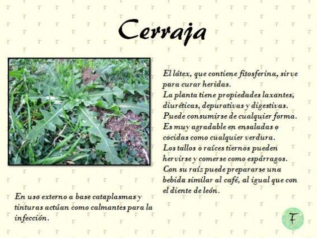 La plaza 25 de Mayo y sus plantas medicinales La plaza 25 de Mayo y sus plantas medicinales