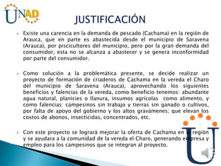  Existe una carencia en la demanda de pescado (Cachama) en la región de
Arauca, que en parte es abastecida desde el municipio de Saravena
(Arauca), por piscicultores del municipio, pero por la gran demanda del
consumidor, esta no se alcanza a abastecer y se genera inconformidad
por parte del consumidor.
 Como solución a la problemática presente, se decide realizar un
proyecto de formación de criaderos de Cachama en la vereda el Charo
del municipio de Saravena (Arauca), aprovechando los siguientes
beneficios y falencias de la vereda, como beneficio tenemos: abundante
agua natural, planicies o llanura, insumos agrícolas como alimento, y
como falencias: campesinos sin trabajo y tierras sin ganado o cultivos,
por falta de apoyo del gobierno y los altos gravámenes; que elevan los
costos de abonos, insecticidas, concentrados, etc.
 Con este proyecto se logrará mejorar la oferta de Cachama en la región
y se ayudara a la comunidad de la vereda el Charo, generando empresa y
empleo para los campesinos que se integran al proyecto.
 