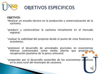 OBJETIVOS:
*Realizar un estudio técnico en la producción y comercialización de la
cachama.
*producir y comercializar la cachama inicialmente en el mercado
regional.
*evaluar la viabilidad del proyecto desde el punto de vista financiero y
económico.
*promover el desarrollo de actividades piscícolas en ecosistemas
hídricos continentales como medio alterno que propicie la
recuperación paulatina de la pesca artesanal.
*propender por el desarrollo sostenible de los ecosistemas acuáticos
en la zona rural del municipio de saravena.
 