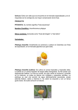 28
Uchuva: Extra con cáliz que se encuentra en el mercado especializado y en el
mayorista con la ventaja de una mayor conservación de la fruta.
PRODUCTO
PITAHAYA. Su nombre significa “fruta escamosa”
Nombre Científico: Acanthocereus pitajaya
Otros nombres: Conocida como “fruta del dragón” o “kiwi latino”
Variedades:
Pitahaya Amarilla: Inicialmente se comenzó a cultivar en Colombia con fines
de exportación; en el mercado japonés tuvo gran éxito.
Pitahaya Amarilla (cultivo): Se cultiva en zonas tropicales y tropicales altas,
La planta es un cactus trepador de largos tallos triangulares. Su flor posee una
espectacular belleza. La fruta es ovoide, de color verde al comienzo y amarilla
en la madurez, su pulpa es blanca con múltiples y pequeñas semillas. La
pitahaya es casi una porción de agua deliciosamente azucarada, posee
además fósforo, calcio y vitamina C. Su sabor es exquisito y con un tenue
gusto dulce. Se suele consumir al natural.
 