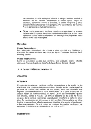 51
para aliviarlas. El fruto sirve para purificar la sangre, ayuda a eliminar la
albúmina de los riñones, reconstituye el nervio óptico, limpia las
cataratas, contribuye contra la diabetes, la artritis incipiente y alivia
eficazmente las afecciones de la garganta. Por su contenido de vitamina
A se le considera un fruto carotenógeno.
 Otros: puede servir como planta de cobertura para proteger los terrenos
de la erosión. La planta de uchuva contiene esteroides que actúan como
repelentes contra varios coleópteros, sin embargo esta propiedad, hasta
ahora, no ha sido investigada.
Mercados:
Países Exportadores:
Los principales productores de uchuva a nivel mundial son Sudáfrica y
Colombia. En menor escala es exportada por Kenia, Zimbabwe, Ecuador, Perú,
Bolivia y México.
Países Importadores:
Entre los principales países que compran esté producto están: Holanda,
Alemania, Francia, Inglaterra, España, Bélgica, Suiza, Canadá y Brasil.
3.1.2 CARACTERÍSTICAS GENERALES
PITAHAYA
BOTÁNICA
Es una planta perenne, cactácea, epífita, perteneciente a la familia de las
Cactáceas, que posee un tallo muy suculento de color verde, con la superficie
provista de costillas con areolas en sus bordes; éstas son circulares con
espinas, consideradas ramas u hojas modificadas. De la parte superior de las
areolas nacen las ramificaciones y las flores. La flor es hermafrodita y puede
ser amarilla, blanca o rosada. La primera cosecha se da a los 18 meses
después de la siembra y comienza su producción importante a partir del tercer
año. Su reproducción es por pencas y por semillas. Es una planta de clima
tropical muy resistente a las temperaturas elevadas, a la sequía, a las plagas y
a las enfermedades. Para el cultivo se prefieren los suelos calcáreos y se
desarrolla óptimamente en temperaturas de 18ºC a 26 ºC.
DESCRIPCIÓN
 