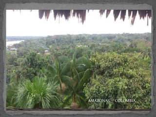 AMAZONAS - COLOMBIA

 
