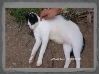 AMAZONAS - COLOMBIA

 