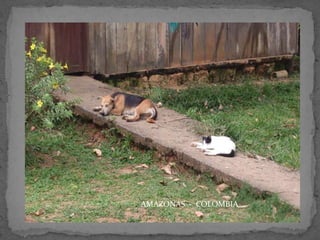 AMAZONAS - COLOMBIA

 