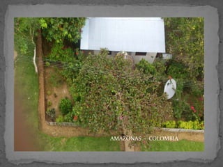 AMAZONAS - COLOMBIA

 