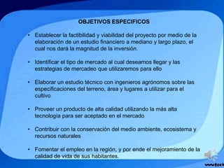 OBJETIVOS ESPECIFICOS
• Establecer la factibilidad y viabilidad del proyecto por medio de la
elaboración de un estudio financiero a mediano y largo plazo, el
cual nos dará la magnitud de la inversión.
• Identificar el tipo de mercado al cual deseamos llegar y las
estrategias de mercadeo que utilizaremos para ello
• Elaborar un estudio técnico con ingenieros agrónomos sobre las
especificaciones del terreno, área y lugares a utilizar para el
cultivo
• Proveer un producto de alta calidad utilizando la más alta
tecnología para ser aceptado en el mercado
• Contribuir con la conservación del medio ambiente, ecosistema y
recursos naturales
• Fomentar el empleo en la región, y por ende el mejoramiento de la
calidad de vida de sus habitantes.
 