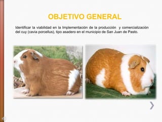 OBJETIVO GENERAL
Identificar la viabilidad en la Implementación de la producción y comercialización
del cuy (cavia porcellus), tipo asadero en el municipio de San Juan de Pasto.
 