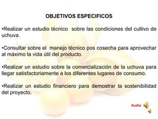OBJETIVOS ESPECIFICOS
•Realizar un estudio técnico sobre las condiciones del cultivo de
uchuva.
•Consultar sobre el manejo técnico pos cosecha para aprovechar
al máximo la vida útil del producto.
•Realizar un estudio sobre la comercialización de la uchuva para
llegar satisfactoriamente a los diferentes lugares de consumo.
•Realizar un estudio financiero para demostrar la sostenibilidad
del proyecto.
Audio
 