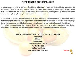 REFERENTES CONCEPTUALES
La uchuva es una planta perenne, herbácea, arbustiva y fuertemente ramificada que crece sin
tutorado normalmente hasta una altura de 1 a 1,5 m; pero con poda puede llegar hasta 2,0 m o
más. La planta tiene un hábito de crecimiento indeterminado, esto significa que el desarrollo de
nuevas ramas, hojas, flores y frutos ocurre simultáneamente.
El cultivo de la uchuva está propenso al ataque de plagas y enfermedades que pueden afectar
de forma importante el cultivo y por ende los rendimientos esperados. El control de estas plagas
fitosanitarias es una actividad obligatoria e implica un manejo cultural de control estricto.
El nivel de infestación de los cultivos debe ser mantenido a un nivel absolutamente bajo y
totalmente controlado con aislamiento del cultivo y el acceso restringido de personas.
PLAGAS Y ENFERMEDADES DEL CULTIVO DE LA UCHUVA
•Bacterias
•Hongos
•Mancha gris
•Muerte descendente
•Esclerotiniosis
•Mal de semillero
Marchitamiento vascular Audio
 