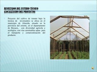  Proyecto del cultivo de tomate bajo la
técnica de invernadero se ubica en el
municipio de Almeida, situado en la
provincia del oriente, en el departamento
de Boyacá,, con diversidad agrícola y
ecológica. con vías carreteables aptas para
el transporte y comercialización del
producto.
 