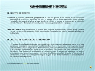 EL CULTIVO DE TOMATE
El tomate o jitomate (Solanum lycopersicum L.) es una planta de la familia de las solanáceas
originaria de América y cultivada en todo el mundo por su fruto comestible, posee diversas
variedades de acuerdo al clima y lugar donde se cultive, el tomate se consume en la categoría
directa “fresca” o de manera procesada, como en salsas, puré enlatados o en jugo.
INVERNADERO: Los invernaderos se utilizan para asegurar la producción y calidad de los cultivos,
ya que en campo abierto es muy difícil mantener los cultivos de una manera adecuada a lo largo de
todo el año.
EL CULTIVO DE TOMATE BAJO INVERNADERO
El sistema de producción de tomate bajo condiciones protegidas es relativamente nuevo en el país,
generando un impacto importante en los últimos años, “por su incremento en área, productividad,
rentabilidad y calidad del producto. El rendimiento promedio obtenido con este sistema es entre 5
y 8 kg/planta, superando tres veces el que se obtiene a libre exposición, que está entre 1,5 y 2
kg/planta. Este sistema de producción se caracteriza por la protección mediante estructuras
levantadas, generalmente en guadua y cobertura de plástico, con el fin de evitar el impacto de la
lluvia sobre el cultivo y su manejo tecnológico es igual al que tradicionalmente se le hace al cultivo
de tomate a libre exposición”
FUENTE: tiotomateadmon.blogspot.com/ - En caché, Blogs de :Mario Rafael Barreto
 