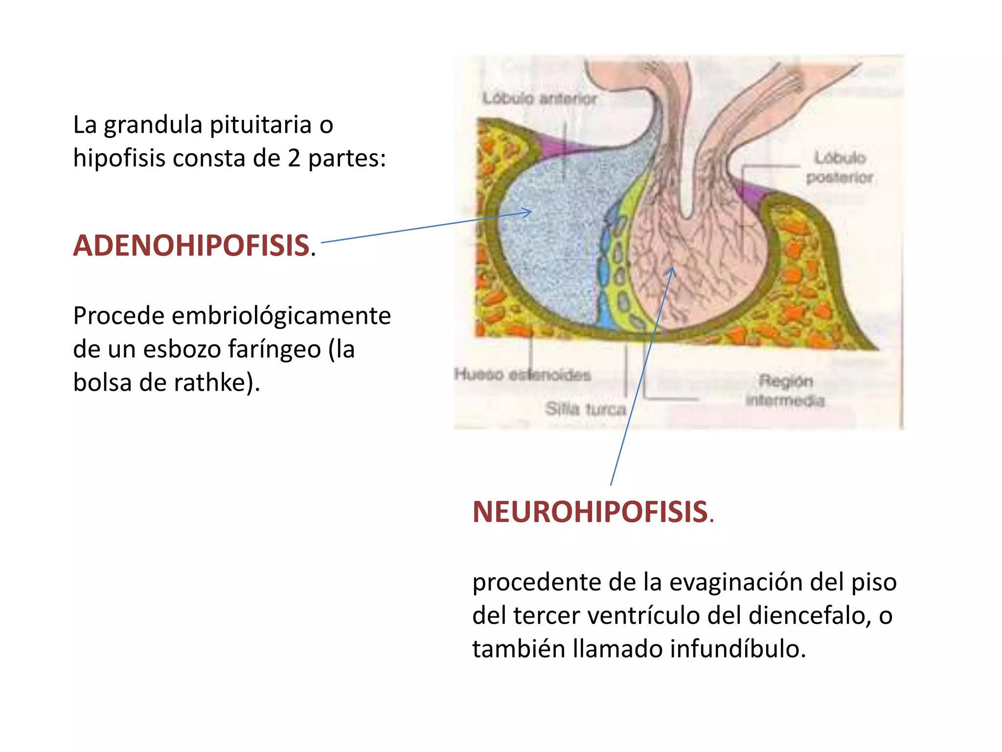 Trabajo final hipofisis | PPTX