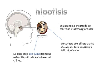 hipofisis Es la glándula encargada de controlar las demás glándulas Se conecta con el hipotálamo atreves del tallo pituitario o tallo hipofisario. Se aloja en la silla turca del hueso esfenoides situada en la base del cráneo. 